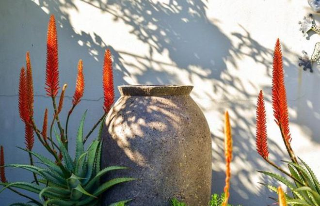 適合室內(nèi)盆栽花卉_大盆適合養(yǎng)什么室內(nèi)花_適合室內(nèi)盆栽花卉盆景