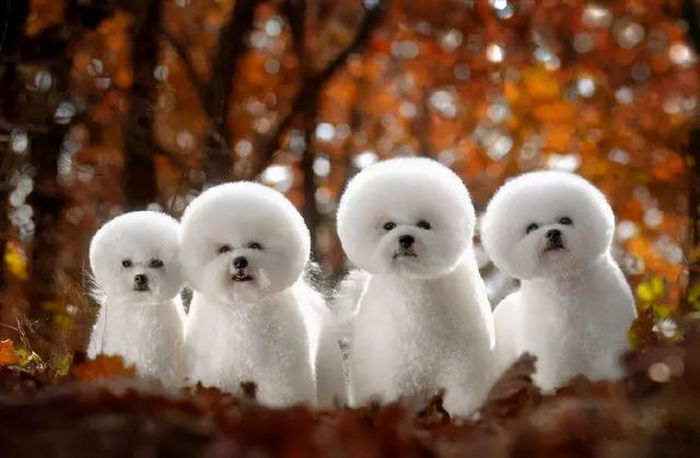 45種名犬，您都認識嗎？