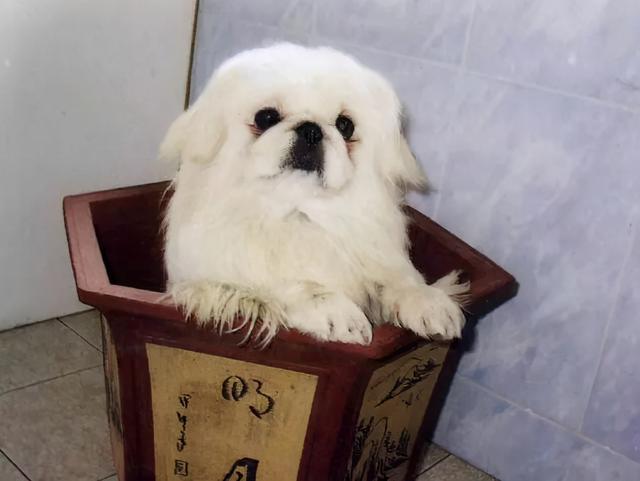 品種狗有叫米奇的嗎_狗有多少品種_品種狗有哪些