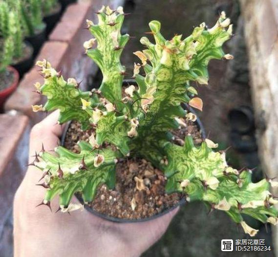 “2類多肉植物”是帶毒的，養家里容易出問題，養花人士別再養錯