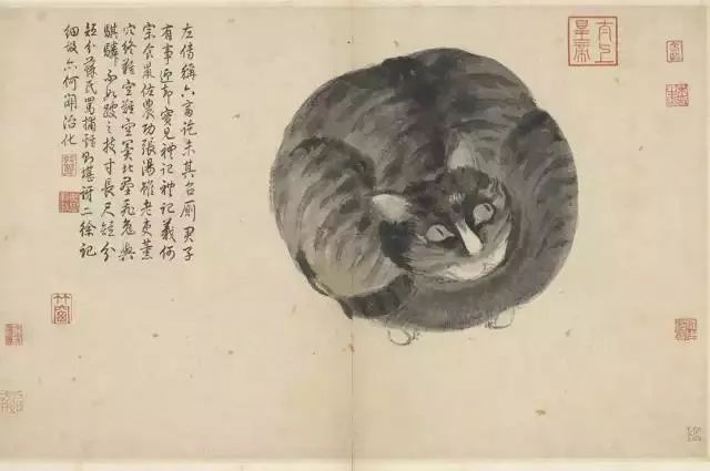 民間傳說貓養了十年會怎么樣_養了十年的貓愛主人嗎_養十年的貓