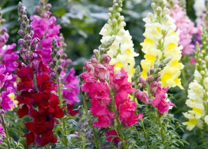 非常香的4種花，花香淡雅，幫助睡眠，養家里滿屋飄香