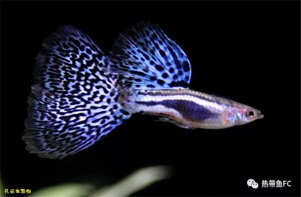 觀賞魚(yú)產(chǎn)子_觀賞魚(yú)籽幾天孵化_觀賞魚(yú)下的魚(yú)子能養(yǎng)活嗎