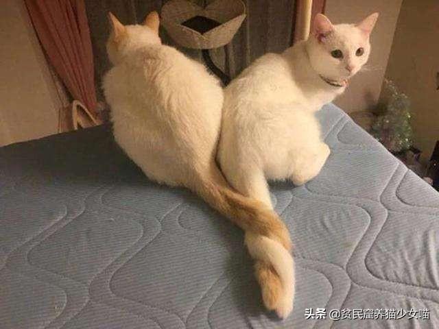 尾巴貓_貓的尾巴有什么作用_貓尾巴作用是用來(lái)干什么的