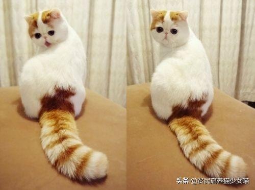 貓尾巴作用是用來(lái)干什么的_貓的尾巴有什么作用_尾巴貓