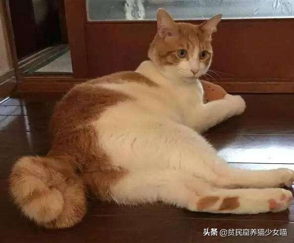 貓尾巴作用是用來(lái)干什么的_貓的尾巴有什么作用_尾巴貓