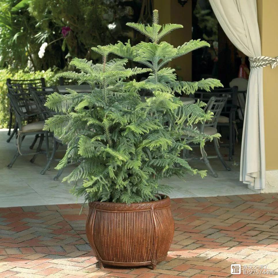 客廳室內養(yǎng)植物好嗎_室內客廳最好養(yǎng)的植物_客廳適合養(yǎng)植物