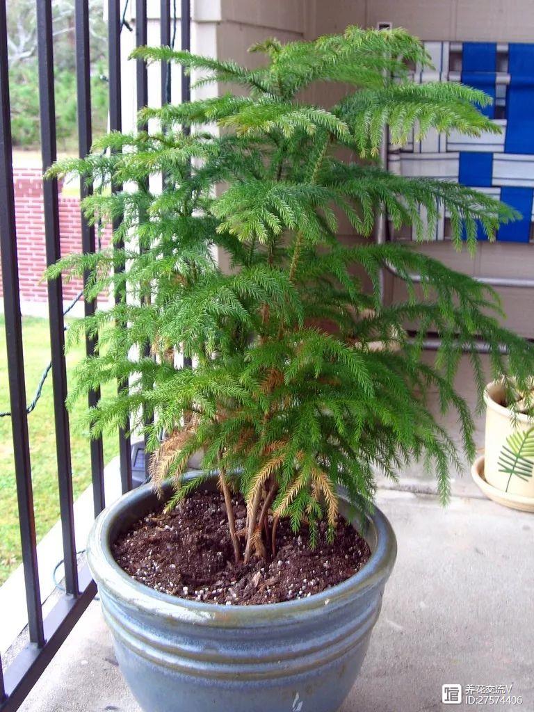 客廳室內養(yǎng)植物好嗎_室內客廳最好養(yǎng)的植物_客廳適合養(yǎng)植物