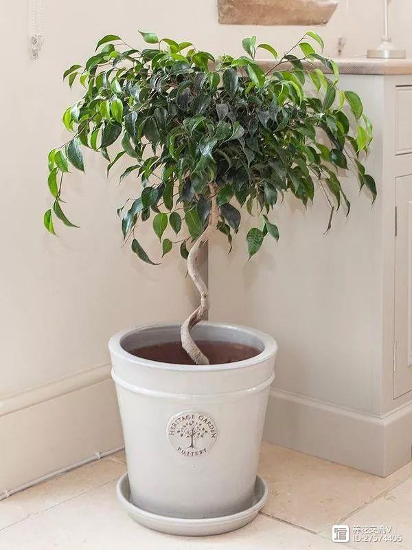室內客廳最好養(yǎng)的植物_客廳室內養(yǎng)植物好嗎_客廳適合養(yǎng)植物