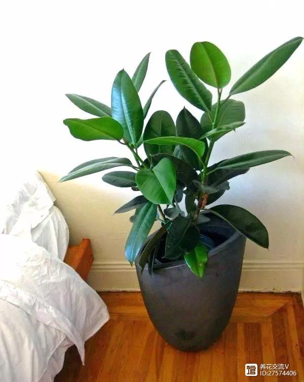 客廳室內養(yǎng)植物好嗎_室內客廳最好養(yǎng)的植物_客廳適合養(yǎng)植物