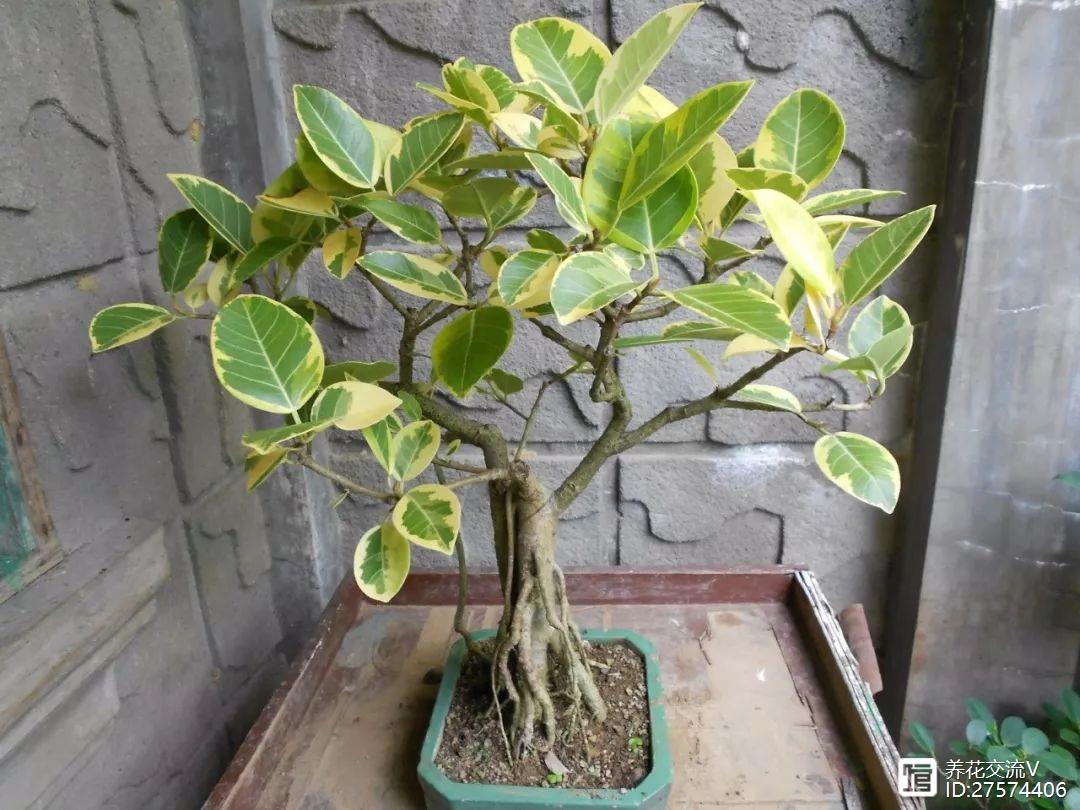 客廳適合養(yǎng)植物_客廳室內養(yǎng)植物好嗎_室內客廳最好養(yǎng)的植物