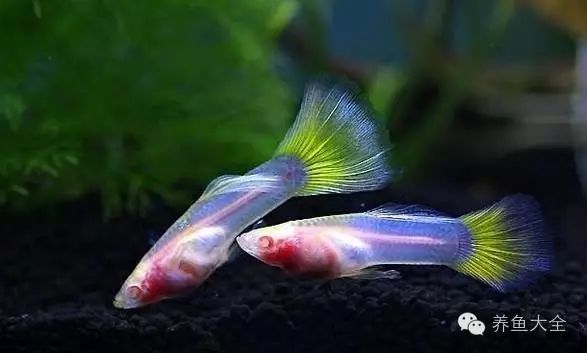 冬季飼養觀賞魚要注意六要點。