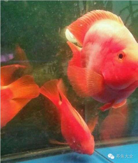 養觀賞魚需要花多少錢_觀賞魚要怎么養_養觀賞魚需要什么