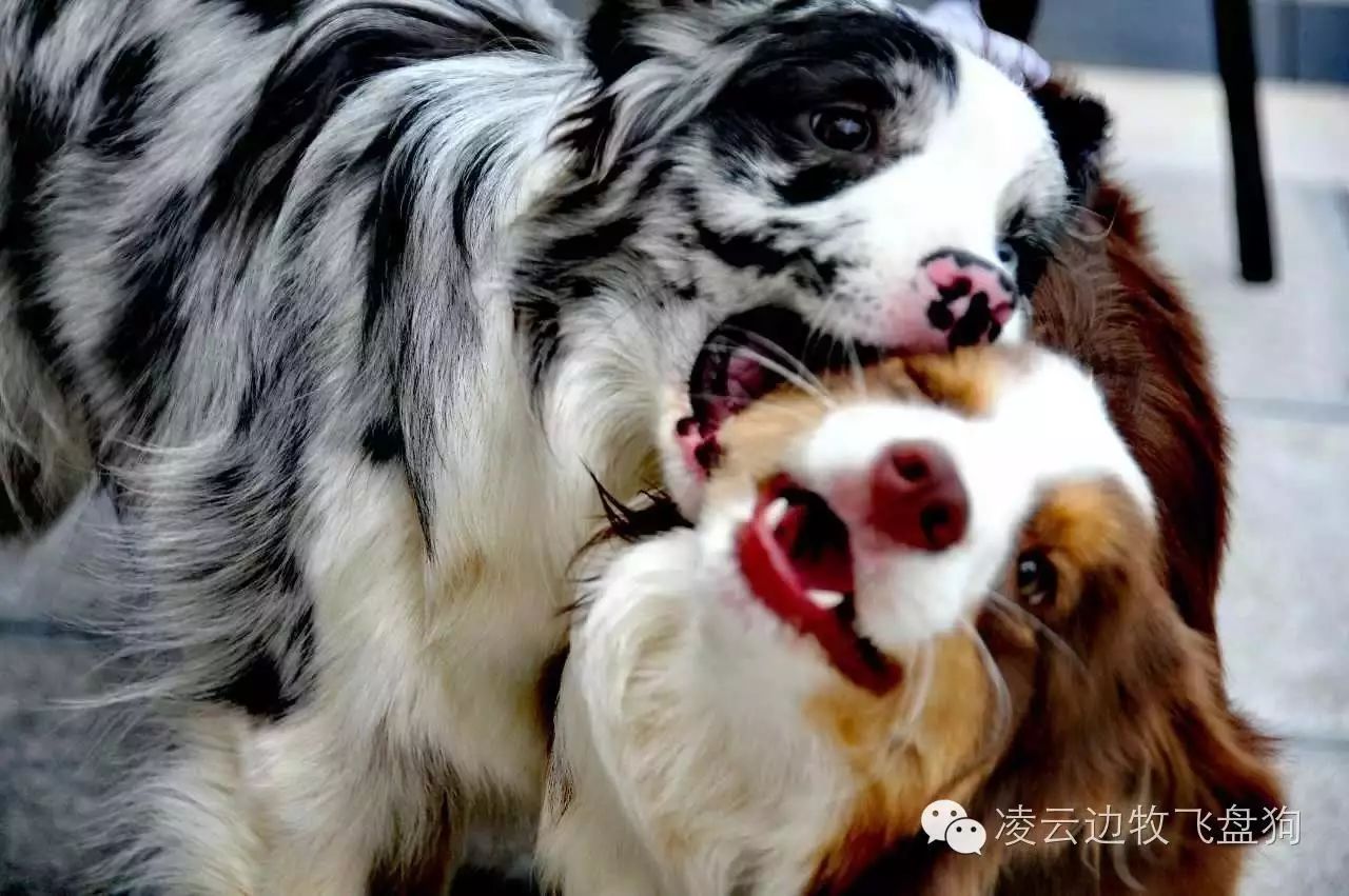 狗狗身上起白色的皮_狗狗身上起白皮皮怎么辦_狗狗身上起白皮屑怎么辦