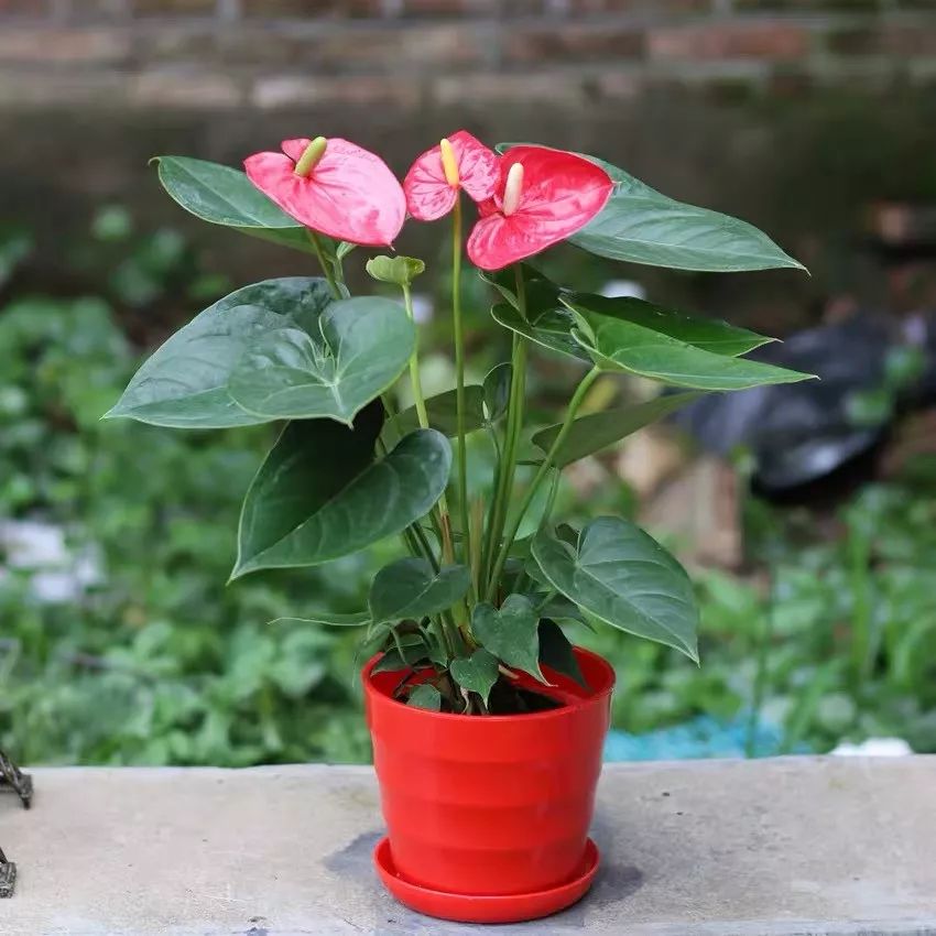 冬天好養的花_冬天養活的花_冬天養鮮花