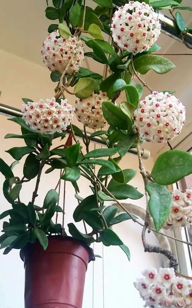 冬天養活的花_冬天養鮮花_冬天好養的花