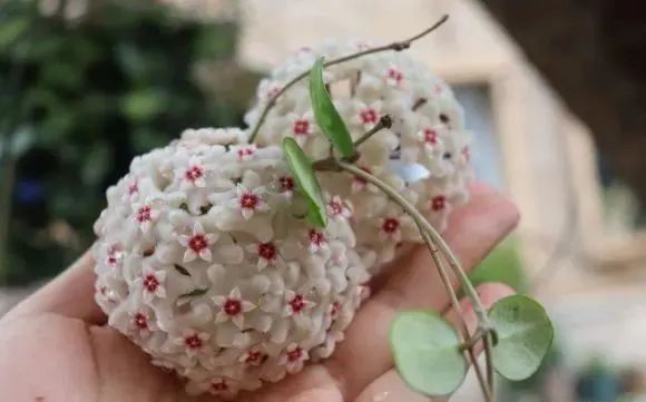 冬天養活的花_冬天養鮮花_冬天好養的花