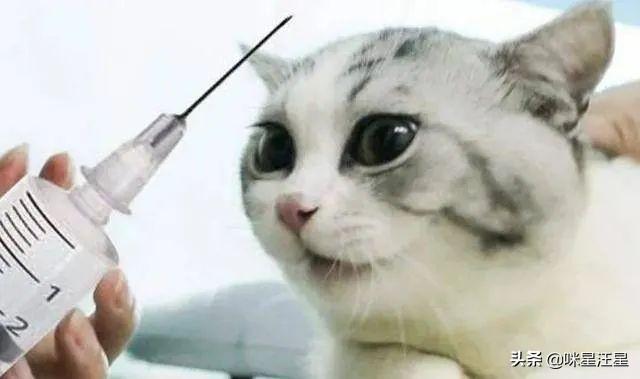 小貓打疫苗掙扎怎么辦_貓打疫苗的時候_小貓什么時候打疫苗