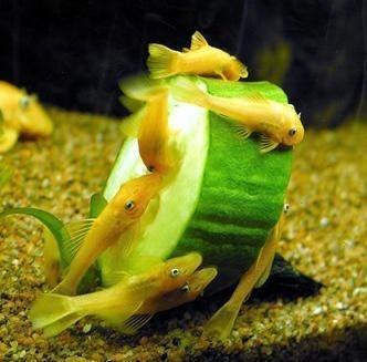 很討厭清道夫，還有哪些可以飼養在魚缸里的工具魚，下列都不錯