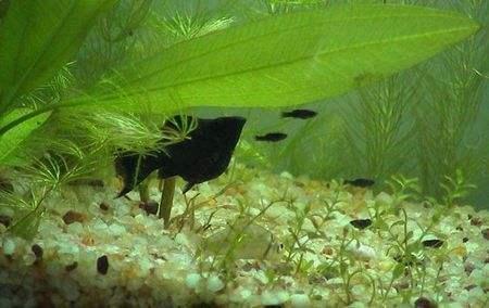 養觀賞魚禁忌_養魚觀賞魚_易養觀賞魚
