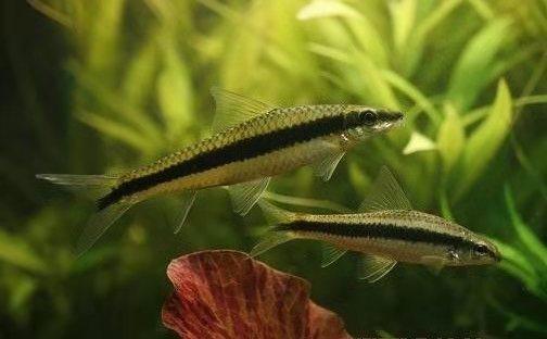 養魚觀賞魚_易養觀賞魚_養觀賞魚禁忌