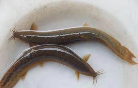 易養觀賞魚_養觀賞魚禁忌_養魚觀賞魚