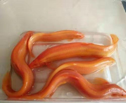 養魚觀賞魚_養觀賞魚禁忌_易養觀賞魚