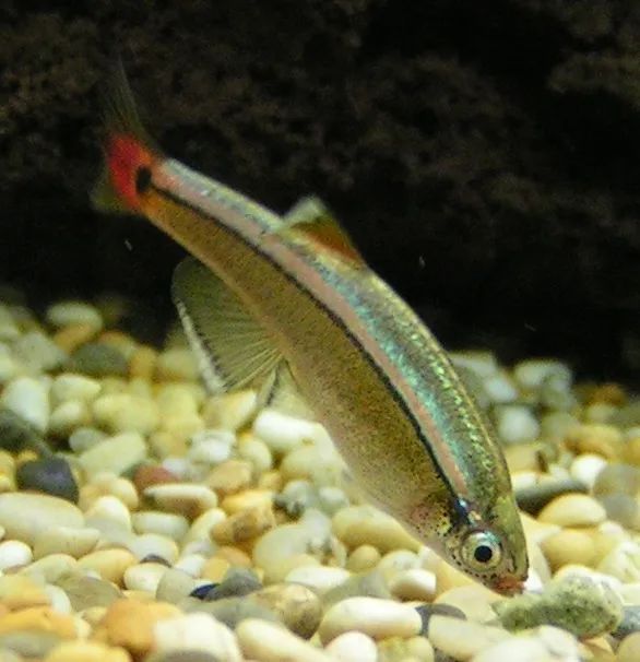 池塘里的魚怎么養_池塘里的觀賞魚_魚塘里邊