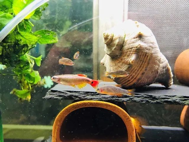 魚塘里邊_池塘里的魚怎么養_池塘里的觀賞魚