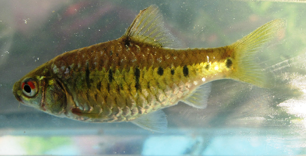 魚塘里邊_池塘里的魚怎么養_池塘里的觀賞魚