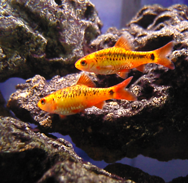 池塘里的觀賞魚_魚塘里邊_池塘里的魚怎么養