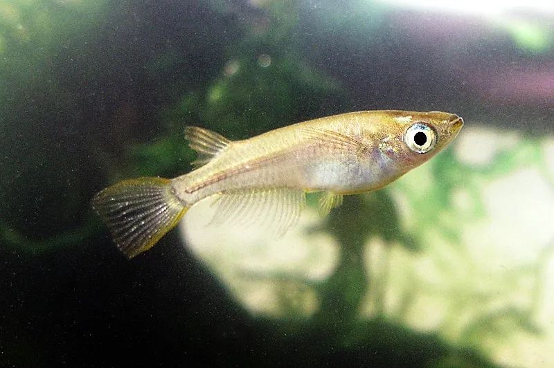 池塘里的魚怎么養_池塘里的觀賞魚_魚塘里邊