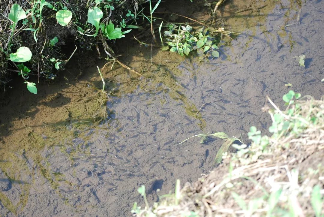 魚塘里邊_池塘里的觀賞魚_池塘里的魚怎么養