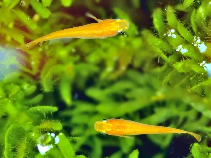 魚塘里邊_池塘里的魚怎么養_池塘里的觀賞魚