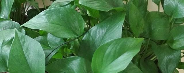 辦公室適合放什么植物？5種花很常見也好養