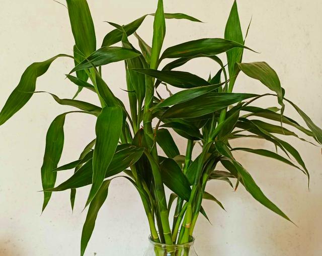 辦公室養(yǎng)適合花的植物_適合辦公室養(yǎng)的花_適合辦公室養(yǎng)的花風(fēng)水好