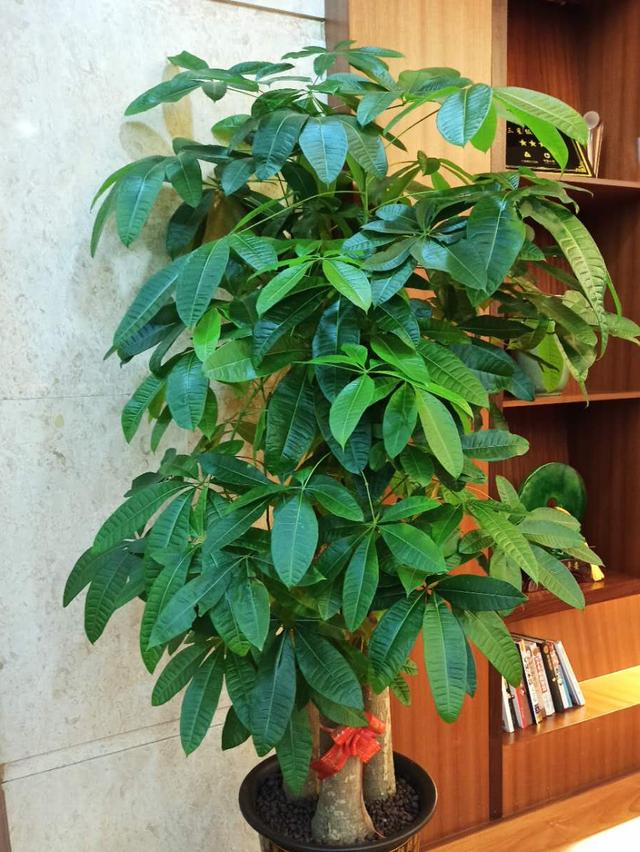 適合辦公室養(yǎng)的花風(fēng)水好_辦公室養(yǎng)適合花的植物_適合辦公室養(yǎng)的花