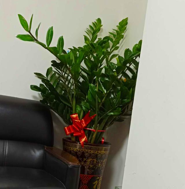 適合辦公室養(yǎng)的花_適合辦公室養(yǎng)的花風(fēng)水好_辦公室養(yǎng)適合花的植物