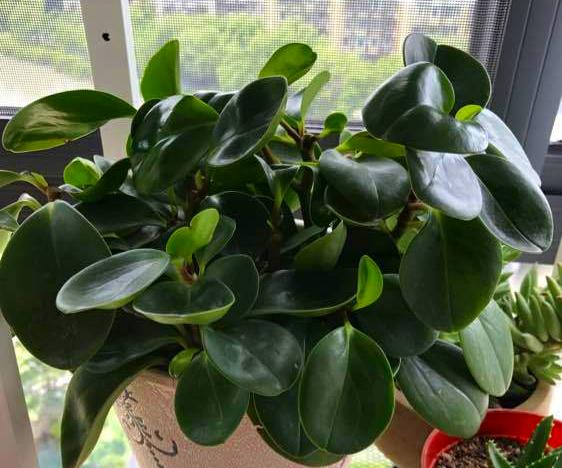 適合辦公室養(yǎng)的花風(fēng)水好_辦公室養(yǎng)適合花的植物_適合辦公室養(yǎng)的花