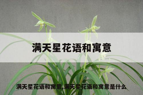 滿天星花語和寓意,滿天星花語和寓意是什么