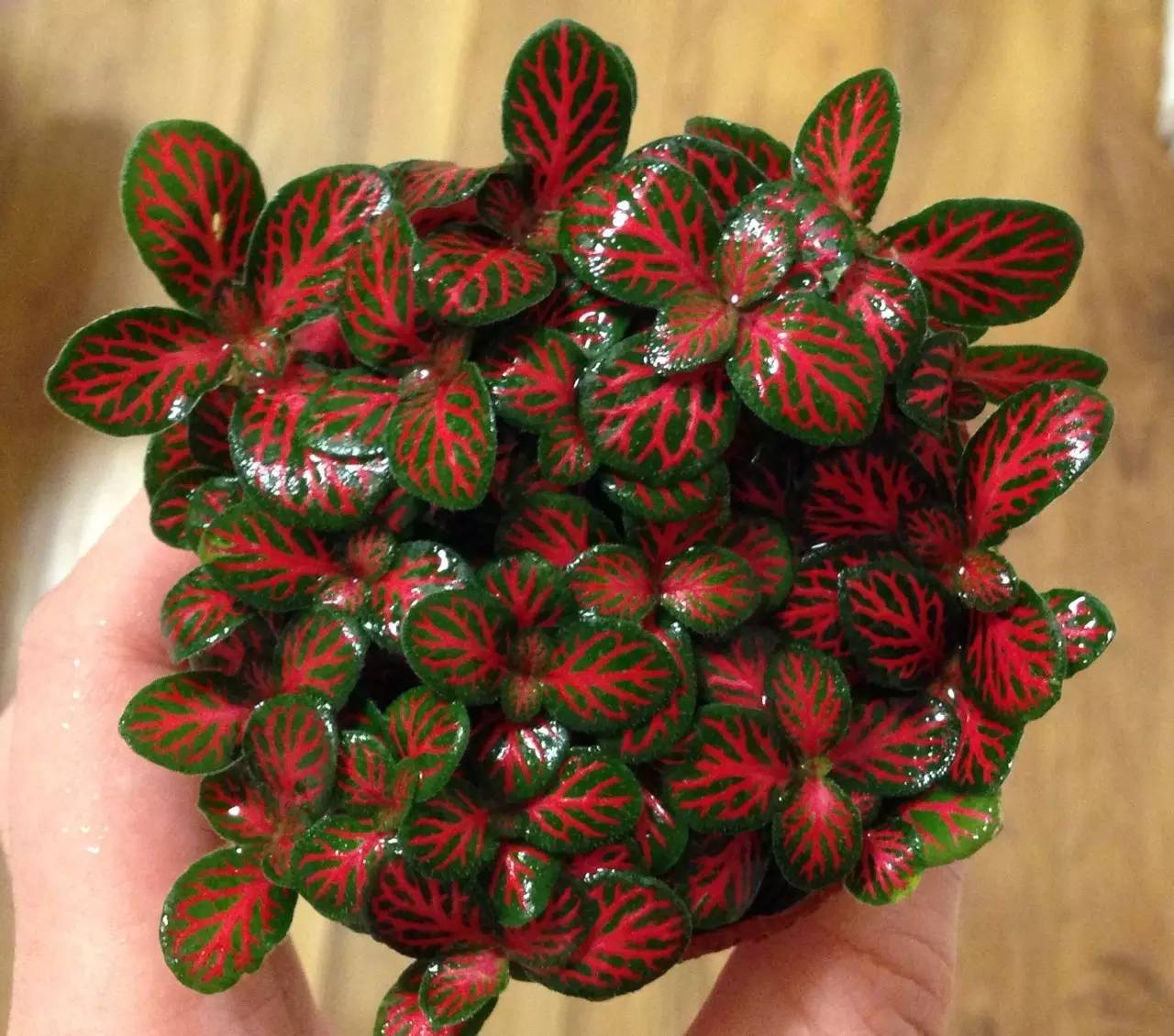 顏值高又好養(yǎng)的10種花，家庭必備！