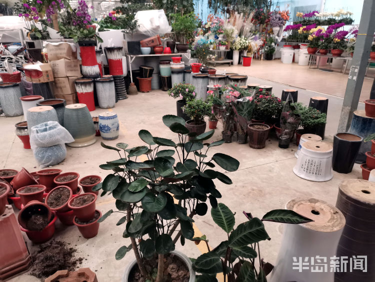 花卉批發多肉市場賺錢嗎_多肉花卉批發市場_花卉多肉植物批發