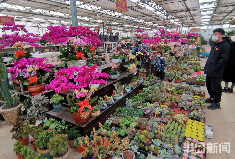 花卉多肉植物批發_花卉批發多肉市場賺錢嗎_多肉花卉批發市場
