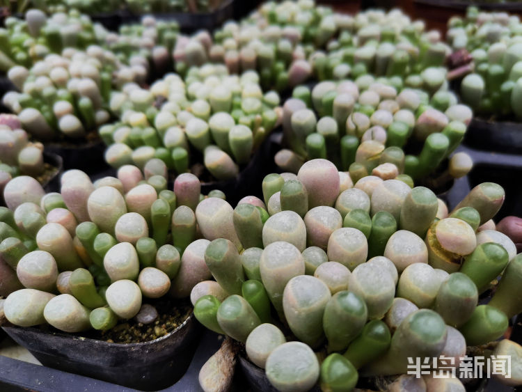 花卉批發多肉市場賺錢嗎_多肉花卉批發市場_花卉多肉植物批發