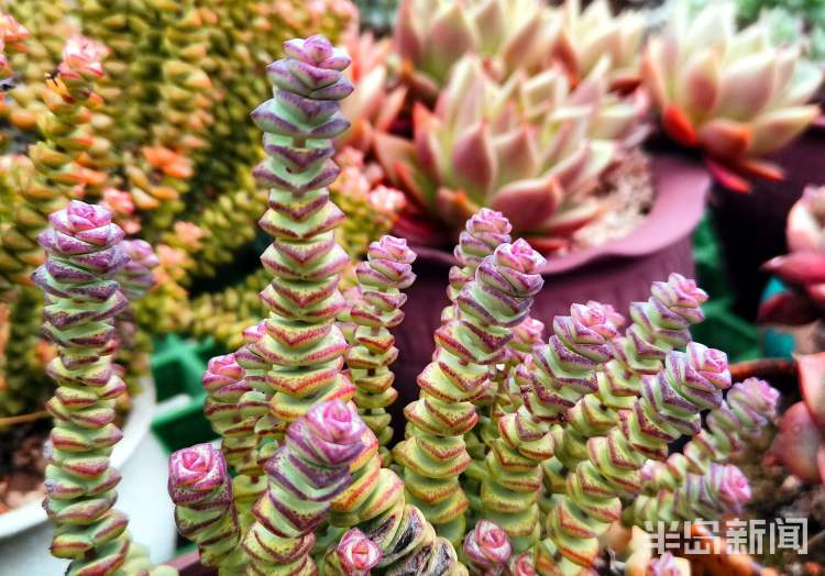 多肉花卉批發市場_花卉多肉植物批發_花卉批發多肉市場賺錢嗎