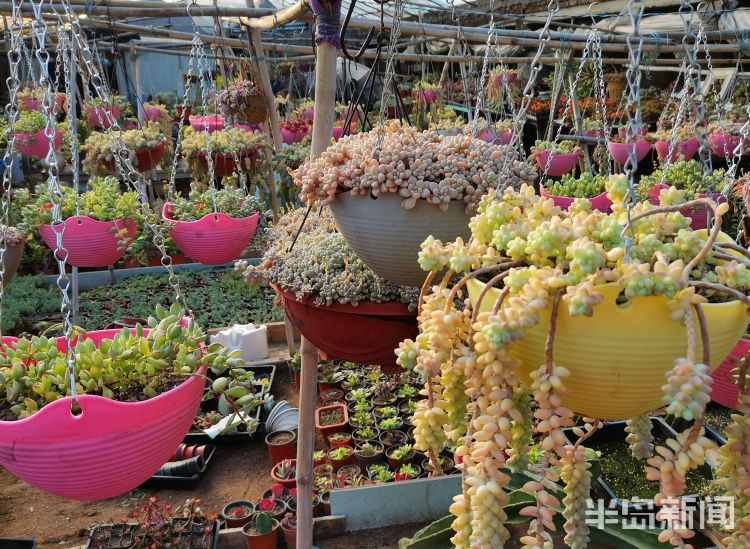 多肉花卉批發市場_花卉多肉植物批發_花卉批發多肉市場賺錢嗎