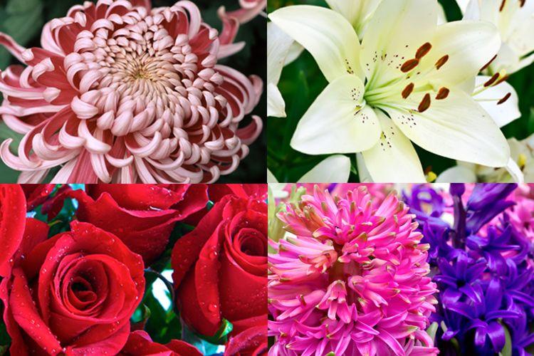 送花代表什么？該選什么花來贈送？