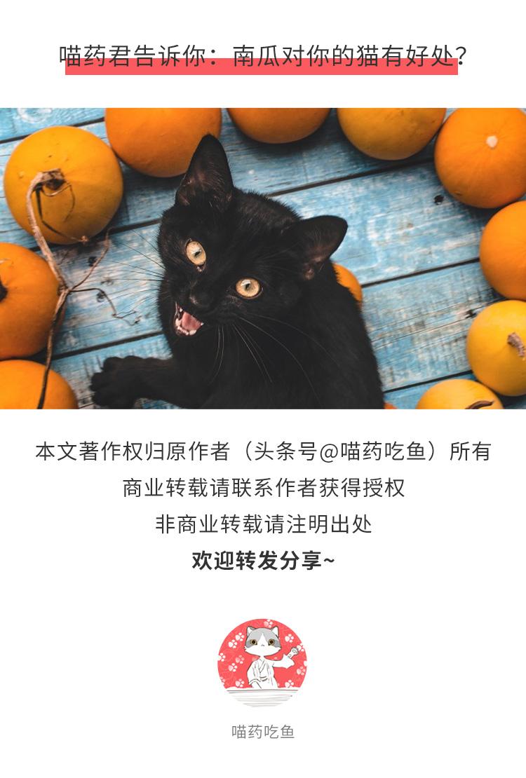 秋天為什么要喂貓多吃南瓜？原來貓吃南瓜有這么多好處呢
