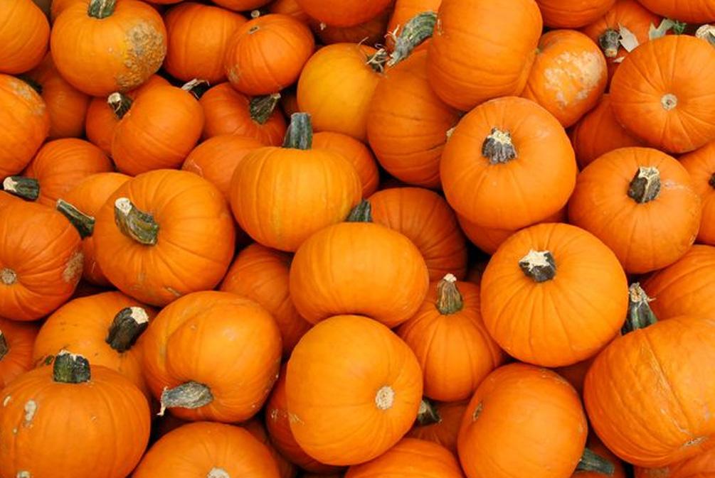 紅薯貓咪可以吃嗎_貓能吃紅薯嗎_貓能吃紅薯嗎