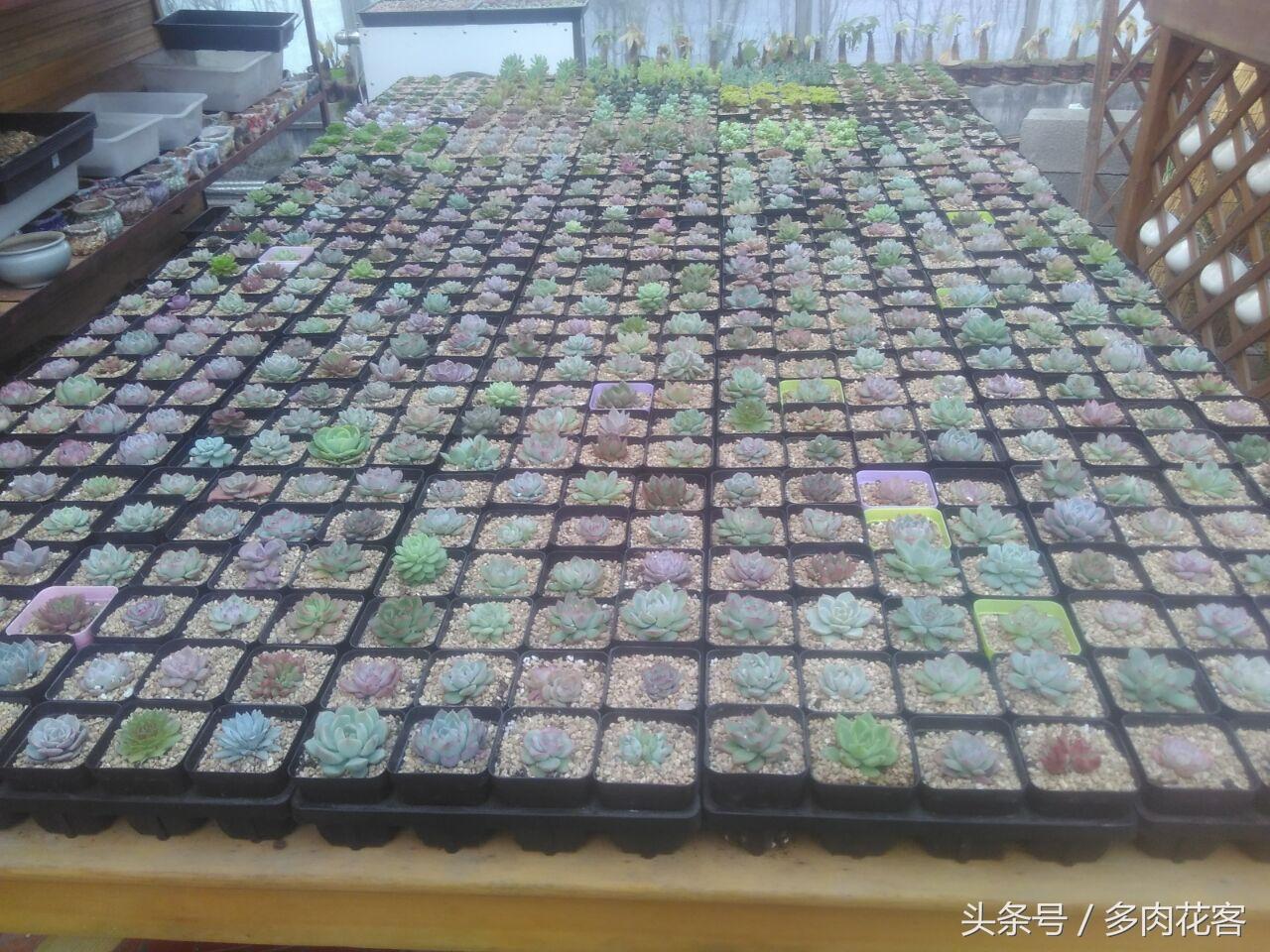 每天認識一款多肉植物 目錄